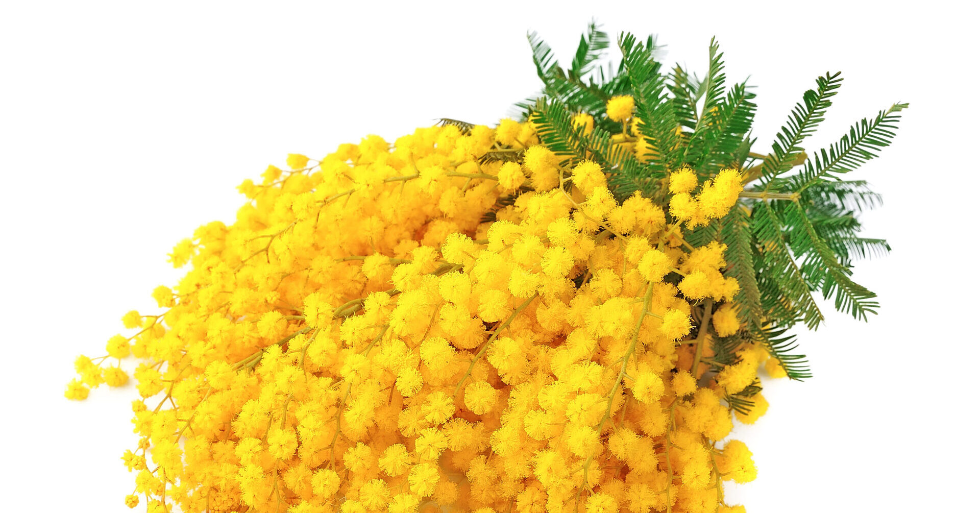 mimose 8 marzo
